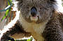 Two Day Great Ocean Rd & Grampians Adventure (Melb - Melb)Shared Accommodation