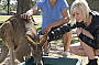 Feeding a kangaroo