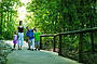 Rainforest Boardwalk