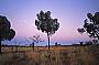 Desert Oaks