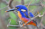 Azure Kingfisher