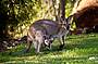 Kangaroos