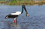 Lunch time for the Black Neck Stork (Jabiru)