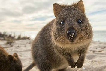 Quokka