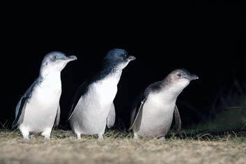 Phillip Island Penguin Parade Day Tour 